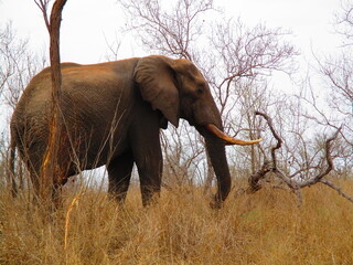 Fototapeta na wymiar elefante / elephant