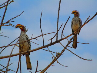 Tockus erythrorhynchus
