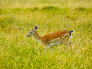 Roe deer is walking on a grassy meadow