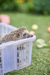 Hedgehog in a white box on a background of green grass © Vyacheslav