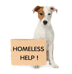 Cute Jack Russel Terrier and piece of cardboad with text Homeless Help on white background. Lonely pet