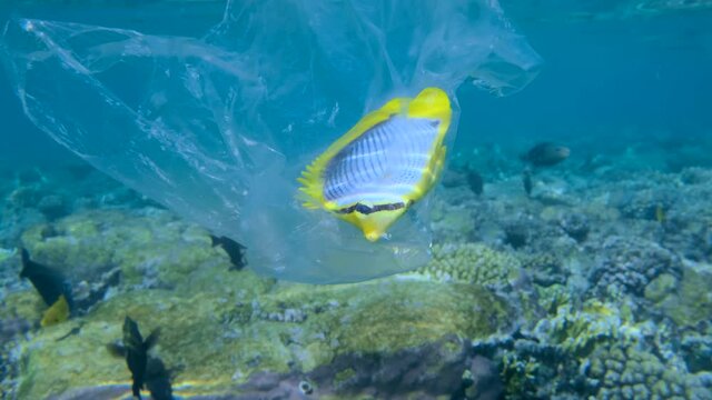 Blackback Butterflyfish trapped to the plastic bag and is trying to swim out of it, on coral reef background. Plastic pollution killing marine animals. Plastic pollution of the Ocean