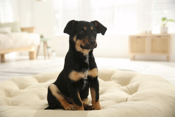 Cute little puppy sitting on soft pillow indoors