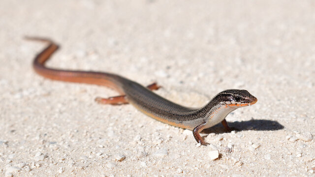 peninsula mole skink lizard with head up crossing sandy dirt road in central florida