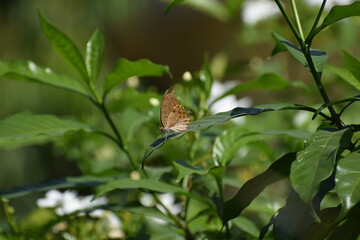 butterfly on a branch