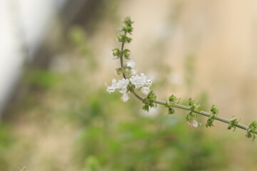 Natureza viva