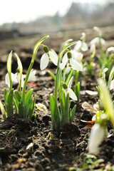 Beautiful snowdrops growing outdoors. Early spring flowers