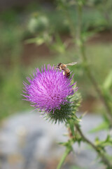 bee collecting pollen