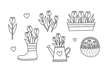 Doodle outline spring tulip flowers.