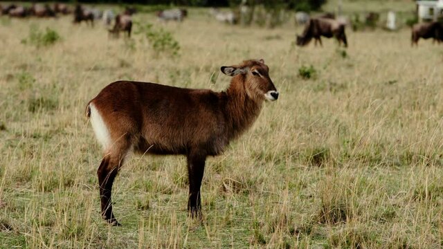 Large adult african waterbuck (Kobus ellipsiprymnus) grazing across the savanna, with its herd being seen in the background. The weather is great, and the sun is shining onto the colorful vista.