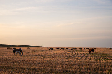 Herd of horses in Kazakh steppe at sunset time.