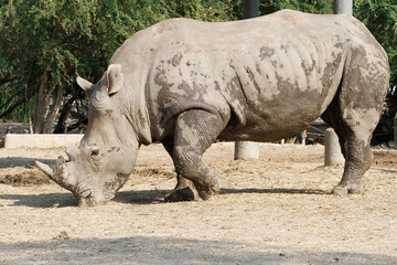 Obraz premium The white rhino is mammal and wildlife in garden