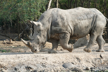 Obraz premium The white rhino is mammal and wildlife in garden