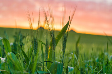 Fototapeta premium field under sunset