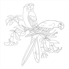 Print two birds coloring page