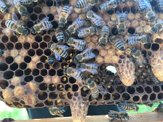 Bees covering a frame of honeycomb with several hatched queen cells, honey and brood.	