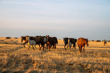 Herd of horses in Kazakh steppe at sunset time.