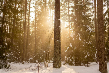 Sun shines through snowcapped winter forest
