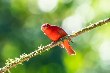 Red tanager in green vegetation. Bird on the big palm leave. Summer Tanager, Piranga rubra, red bird in the nature habitat. Tanager sitting on the big green palm tree. Wildlife scene from natur