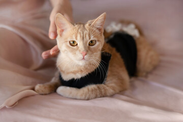 Postoperative bandage on a cat. Care of a pet after a cavitary operation (castration, sterilization)