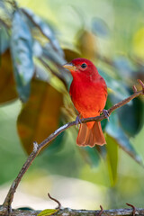Red tanager in green vegetation. Bird on the big palm leave. Summer Tanager, Piranga rubra, red bird in the nature habitat. Tanager sitting on the big green palm tree. Wildlife scene from natur