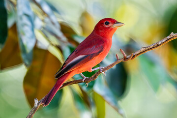 Red tanager in green vegetation. Bird on the big palm leave. Summer Tanager, Piranga rubra, red bird in the nature habitat. Tanager sitting on the big green palm tree. Wildlife scene from natur