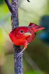 Red tanager in green vegetation. Bird on the big palm leave. Summer Tanager, Piranga rubra, red bird in the nature habitat. Tanager sitting on the big green palm tree. Wildlife scene from natur