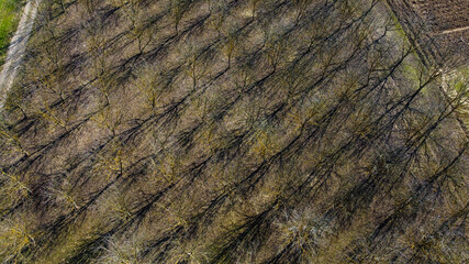 Aerial drone view of trees in orchard at sunny winter day. Agriculture.  