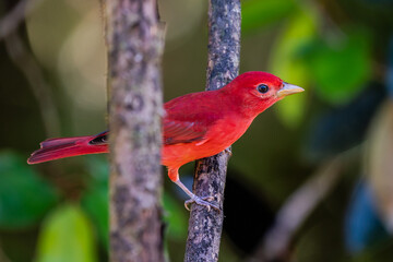 Red tanager in green vegetation. Bird on the big palm leave. Summer Tanager, Piranga rubra, red bird in the nature habitat. Tanager sitting on the big green palm tree. Wildlife scene from natur