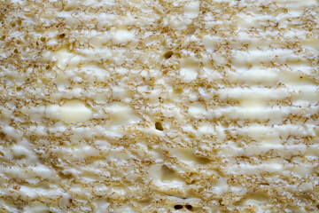 close up of bread