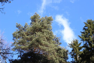 Fir and pine trees tops on blue sky with white cloude in sunny day