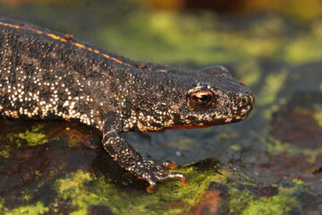 Closeup of a terrestrial juvenile of the Balkan crested newt, Triturus ivanbureschi