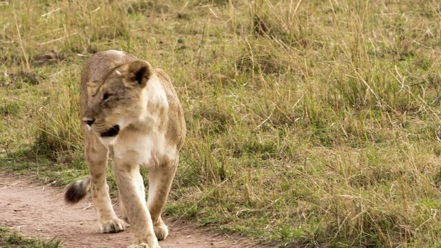 An elderly spotty lioness (Panthera leo) slowly walking through a green and yellow path in a grassy savanna. She seems tired, with her ears drooping down and her tail slowly wagging between her legs.