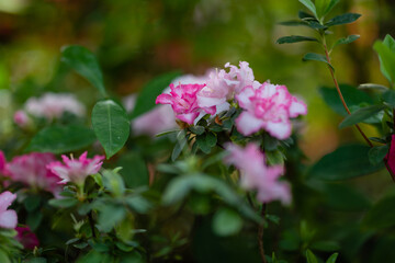 Blooming Azalea Flowering Plants Closeup Photo. Blossoming Decorative Red Buds Flowers And Green Leaves Branches. Seasonal Ornamental Blossom Aromatic Floral Rhododendron Horizontal Photography