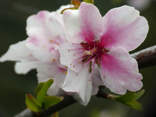 Fiore di mandorlo