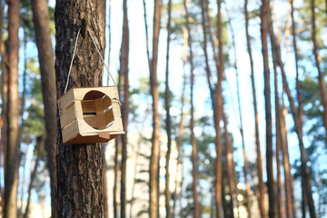 Wooden feeder for small birds attached to a tree in a pine forest in the nature reserve