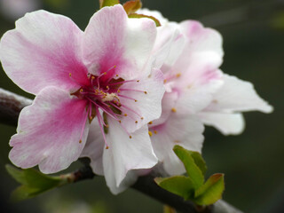 Obraz premium Fiore di mandorlo