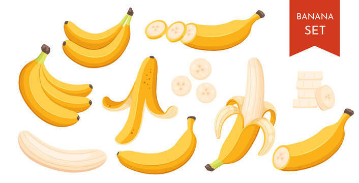 Set of cartoon illustration yellow bananas. Single, banana peel and bunches of fresh banana fruits.