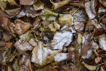 Green yellow leaves fallen from trees and covered with a small thin layer of the first snow. 