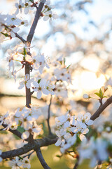 Spring beautiful cherry flowers close up, blurred background, selective focus