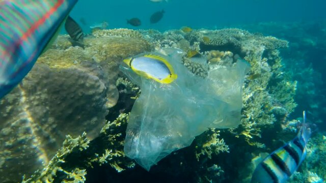 Blackback Butterflyfish trapped to the plastic bag and is trying to swim out of it, on coral reef background. Plastic pollution killing marine animals. Plastic pollution of the Ocean