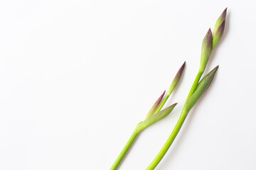 Two green sprouts from Iris flowers are on a white background. Free space for text.