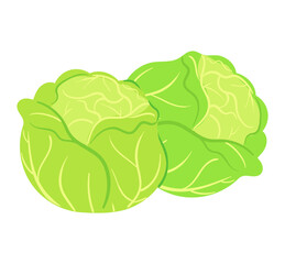 Fresh cabbage vector illustration. Illustration of eco-friendly vegetables.