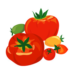Fototapeta premium Large tomatoes and cherry tomatoes of various colors. Healthy vegetables vector illustration.