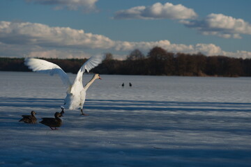 flying swan over the frozen lake