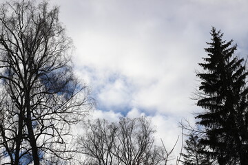 Obraz na płótnie Canvas Cloudy March russian sky with blue pieces and fir, burcj trees tops