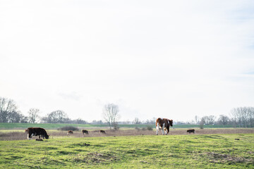 Brown cows in a meadow