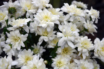 Bright beautiful autumn white fragrant flowers, white chrysanthemums located in the whole bouquet tight. 