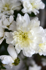 Bright beautiful autumn white fragrant flowers, white chrysanthemums located in the whole bouquet tight. 