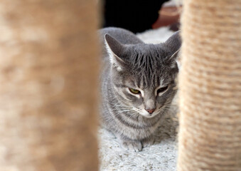 A selective focus closeup of a cat through the legs of a cat tower